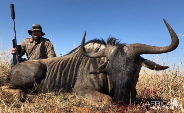 Hunt Blue Wildebeest in South Africa