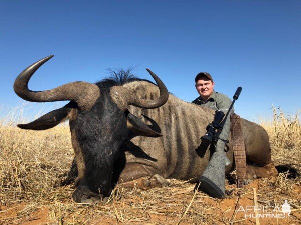 Hunt Blue Wildebeest in South Africa