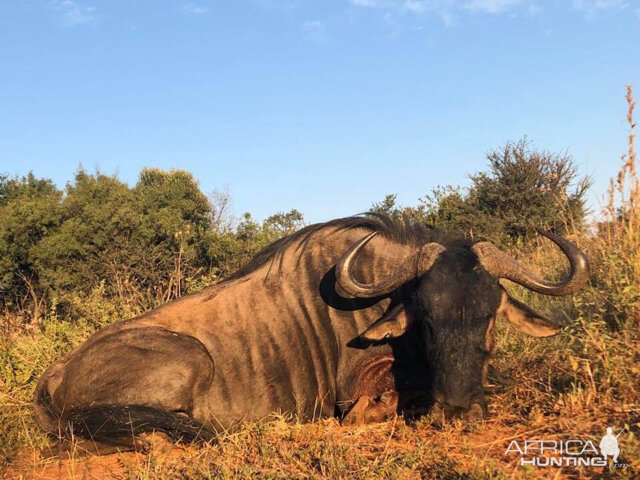 Hunt Blue Wildebeest in South Africa