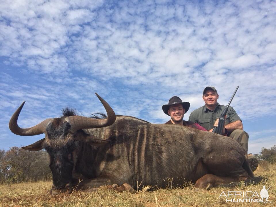 Hunt Blue Wildebeest South Africa