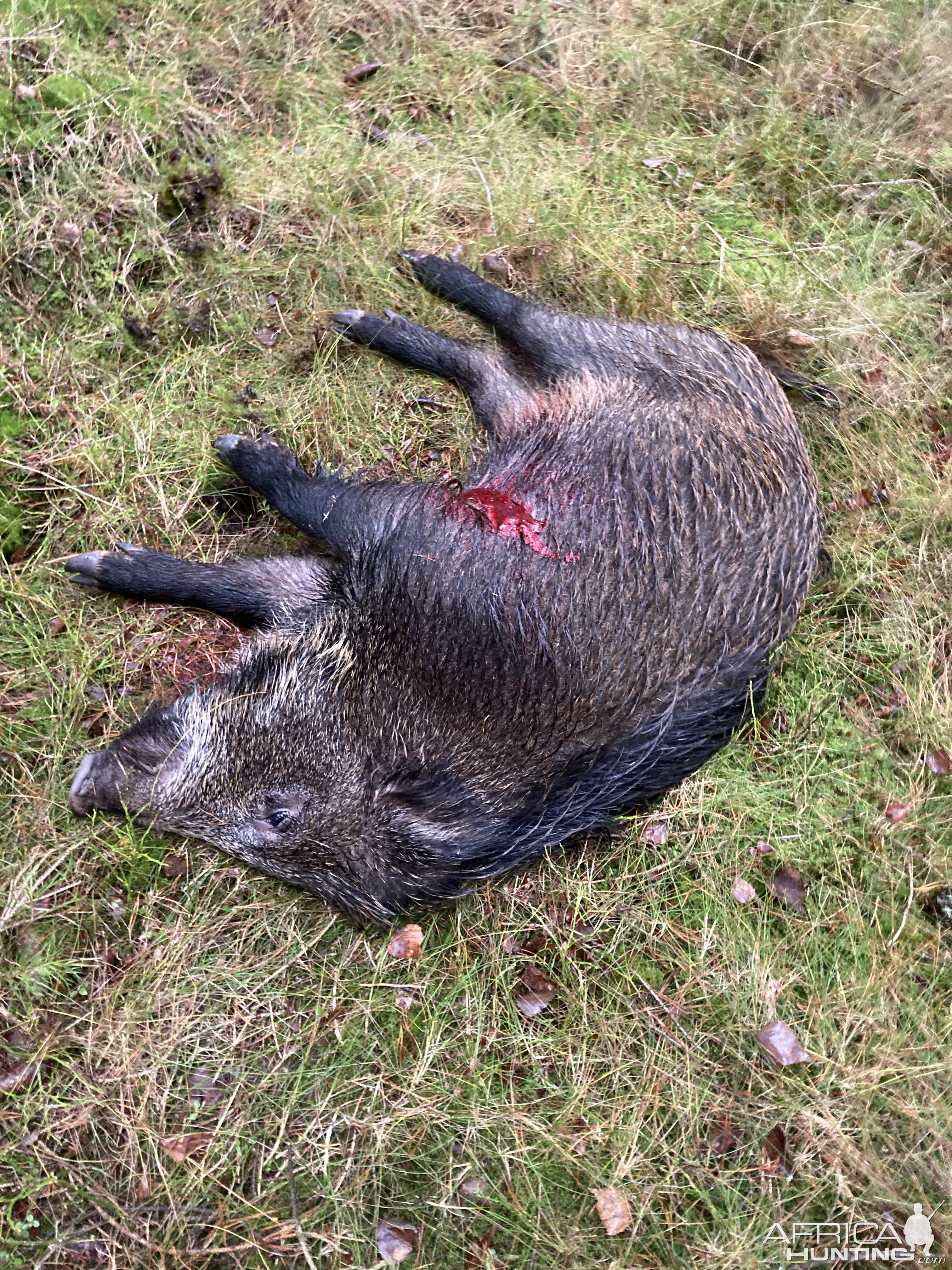 Hunt Boar in Sweden