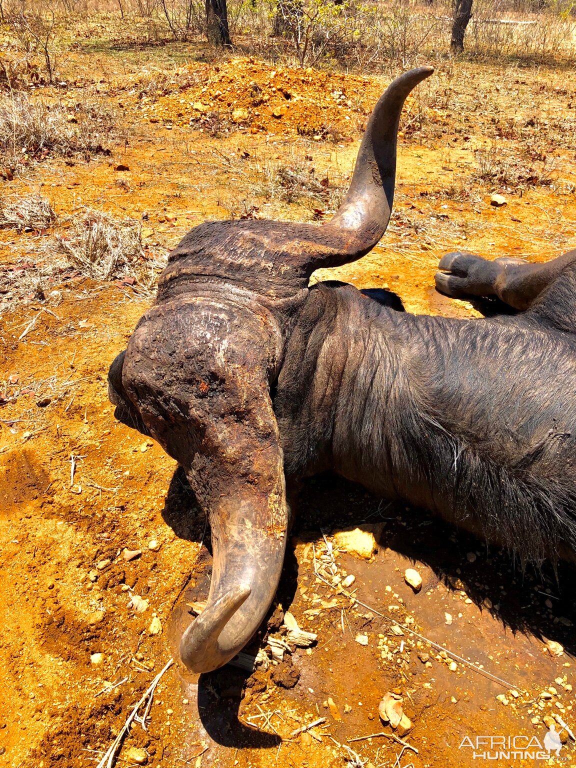 Hunt Buffalo in South Africa