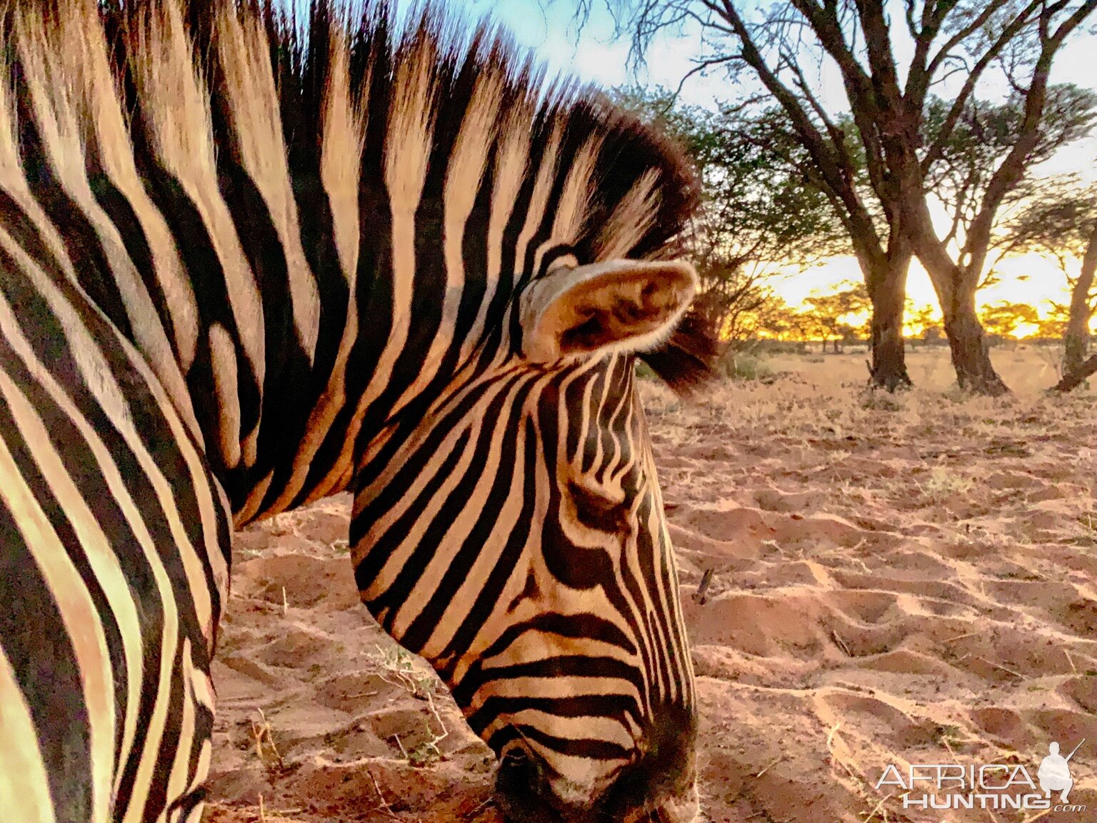 Hunt Burchell's Plain in Namibia