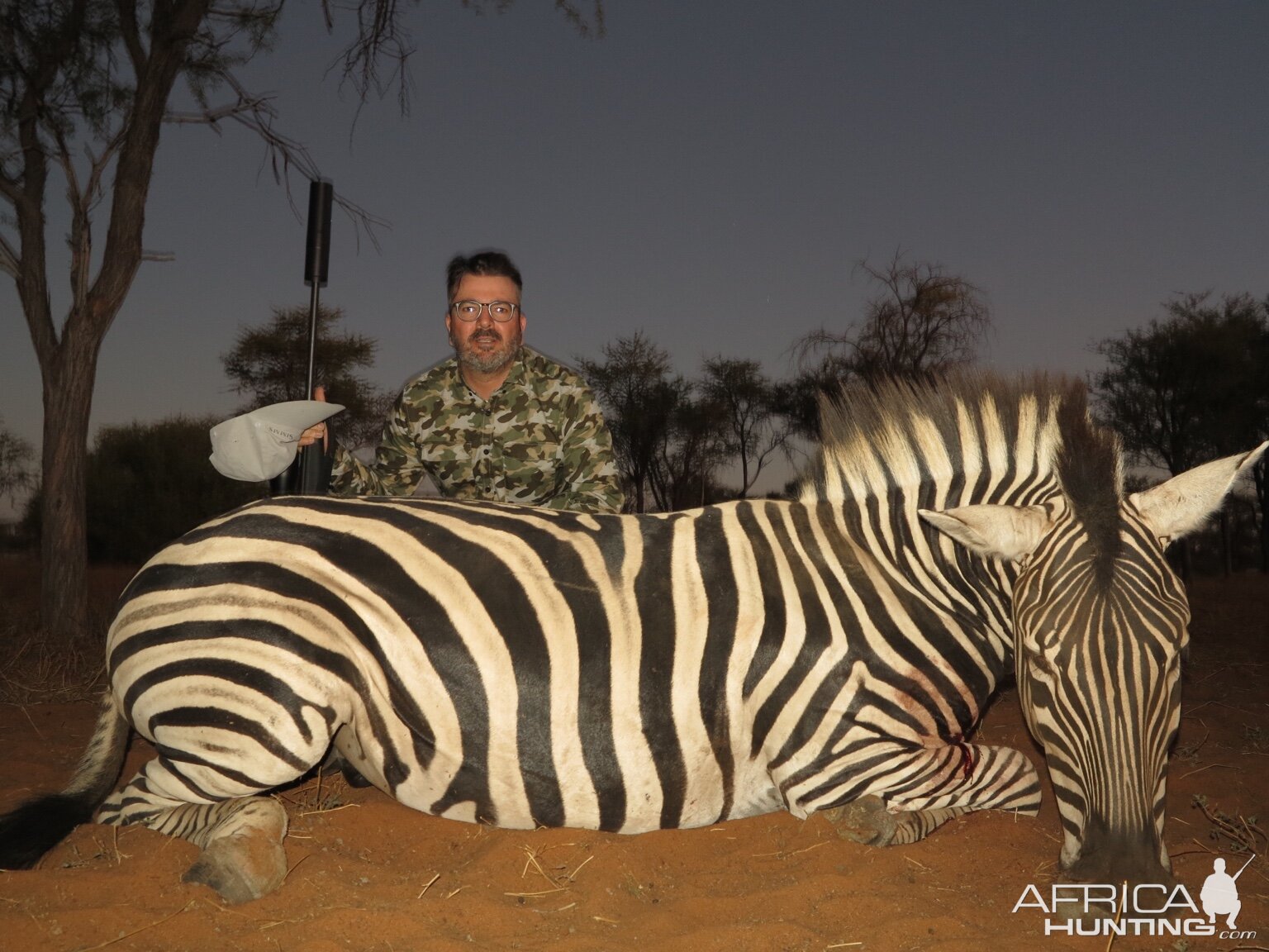 Hunt Burchell's Plain Zebra in Namibia