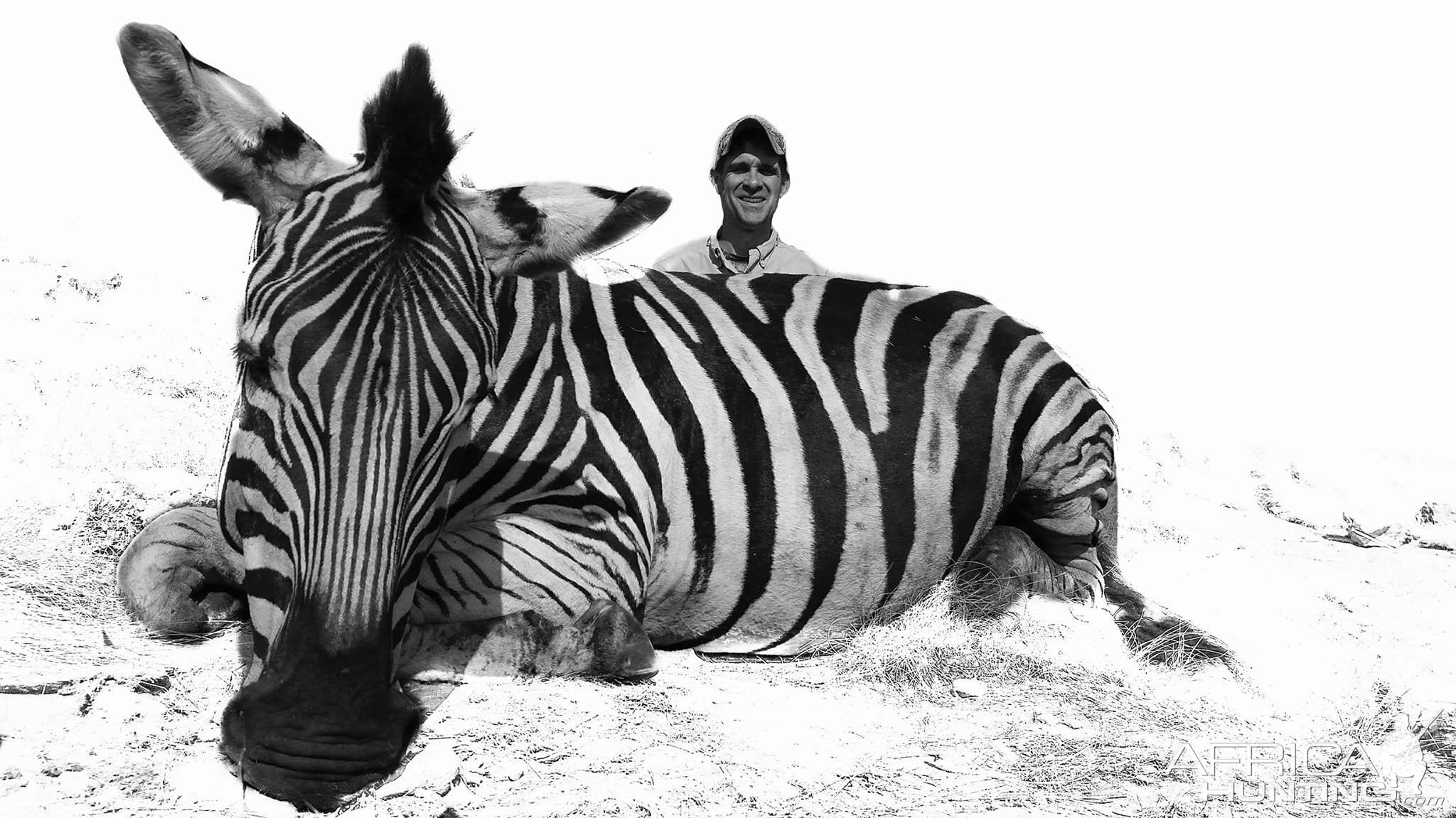 Hunt Burchell's Plain Zebra in South Africa