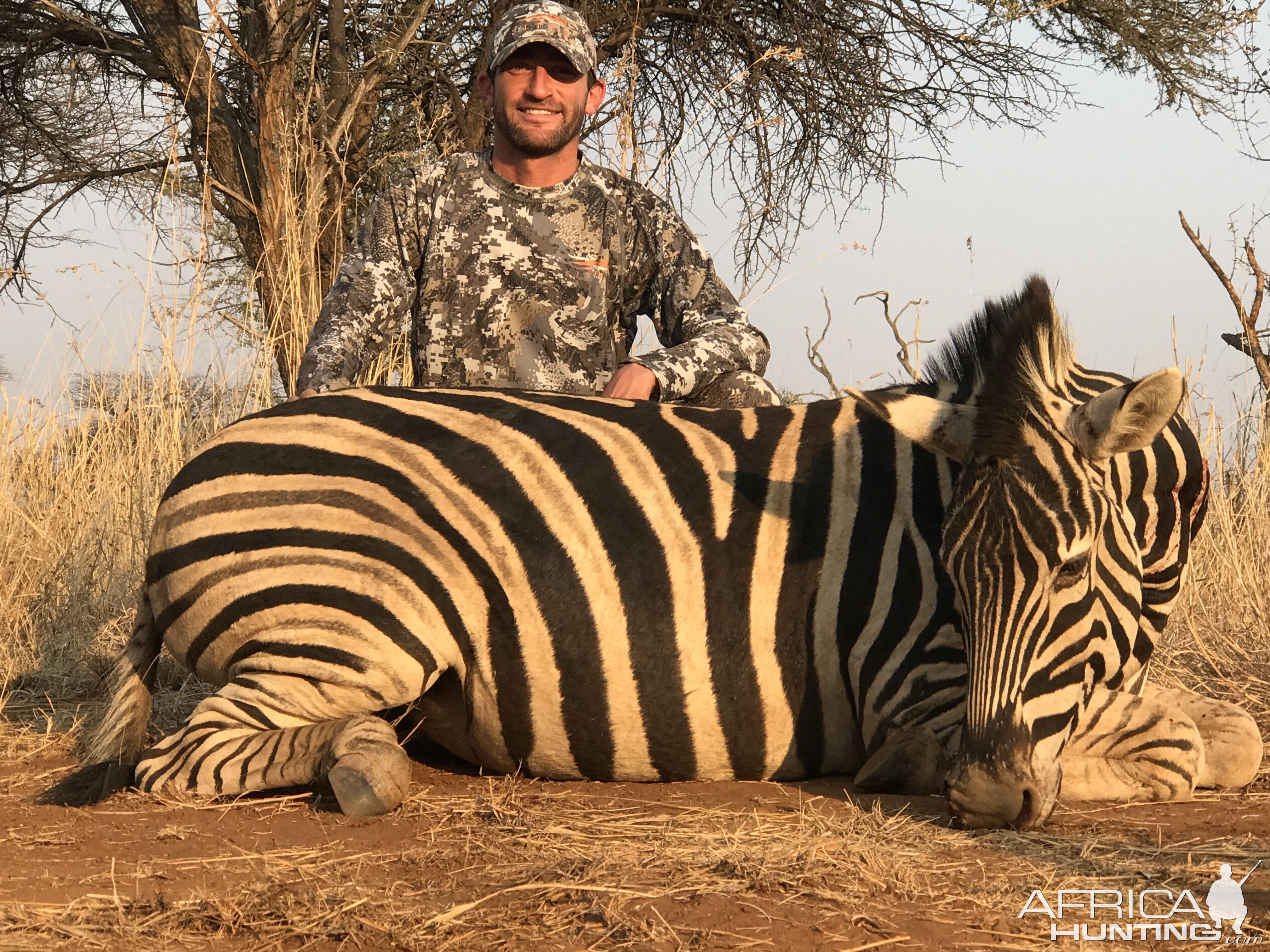 Hunt Burchell's Plain Zebra in South Africa