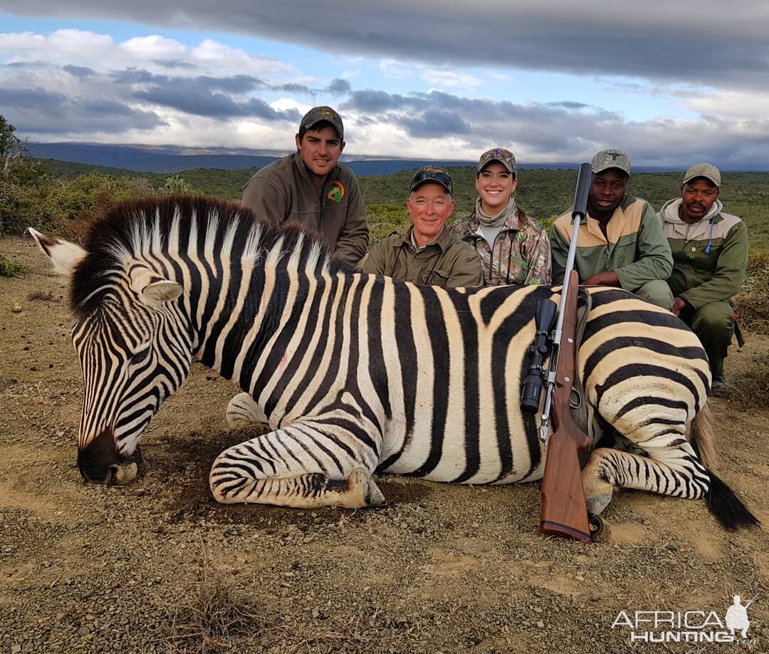 Hunt Burchell's Plain Zebra in South Africa