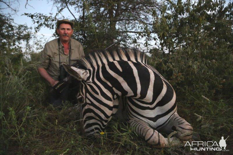 Hunt Burchell's Plain Zebra in South Africa