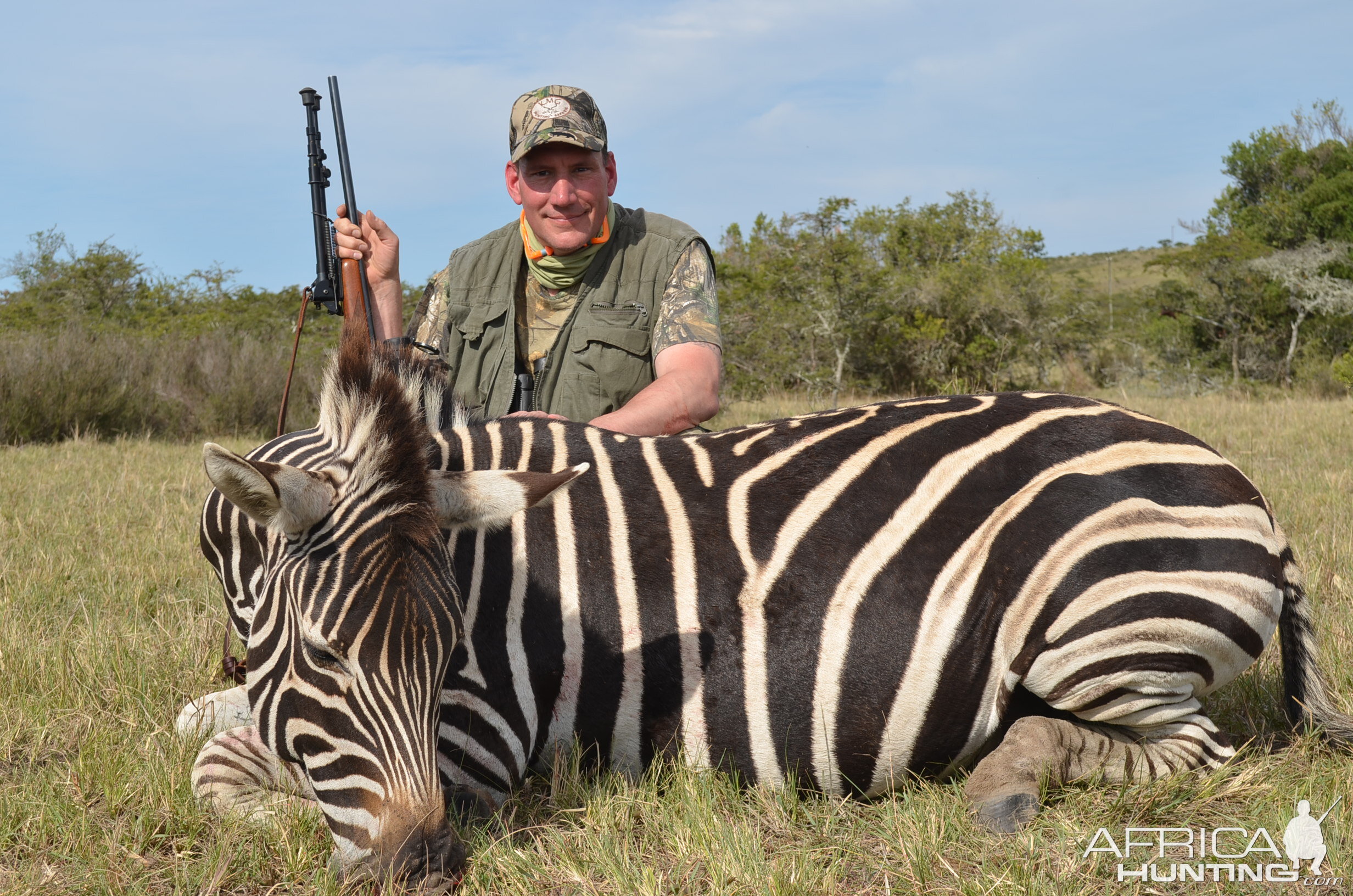 Hunt Burchell's Plain Zebra in South Africa