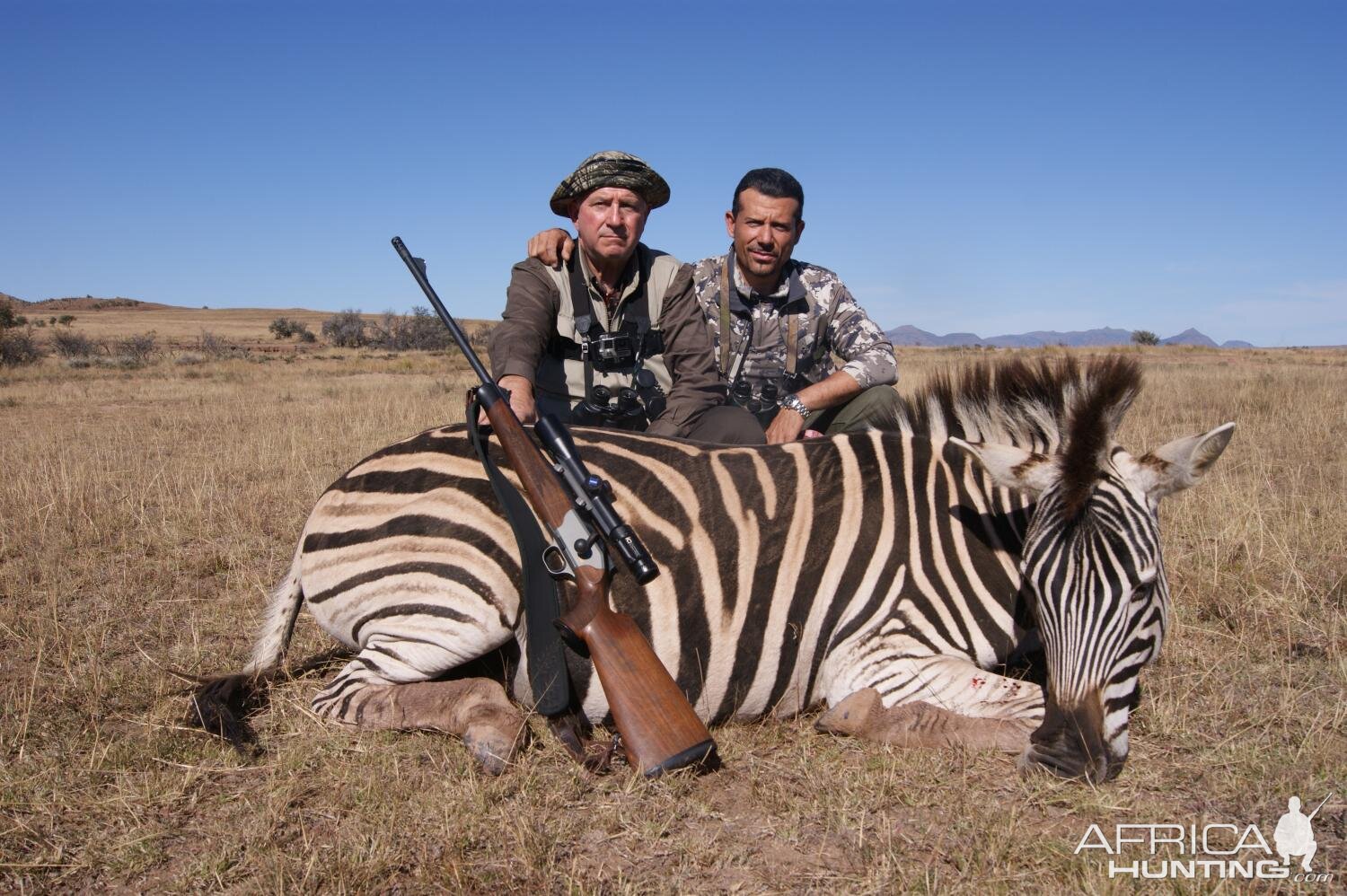 Hunt Burchell's Plain Zebra in South Africa