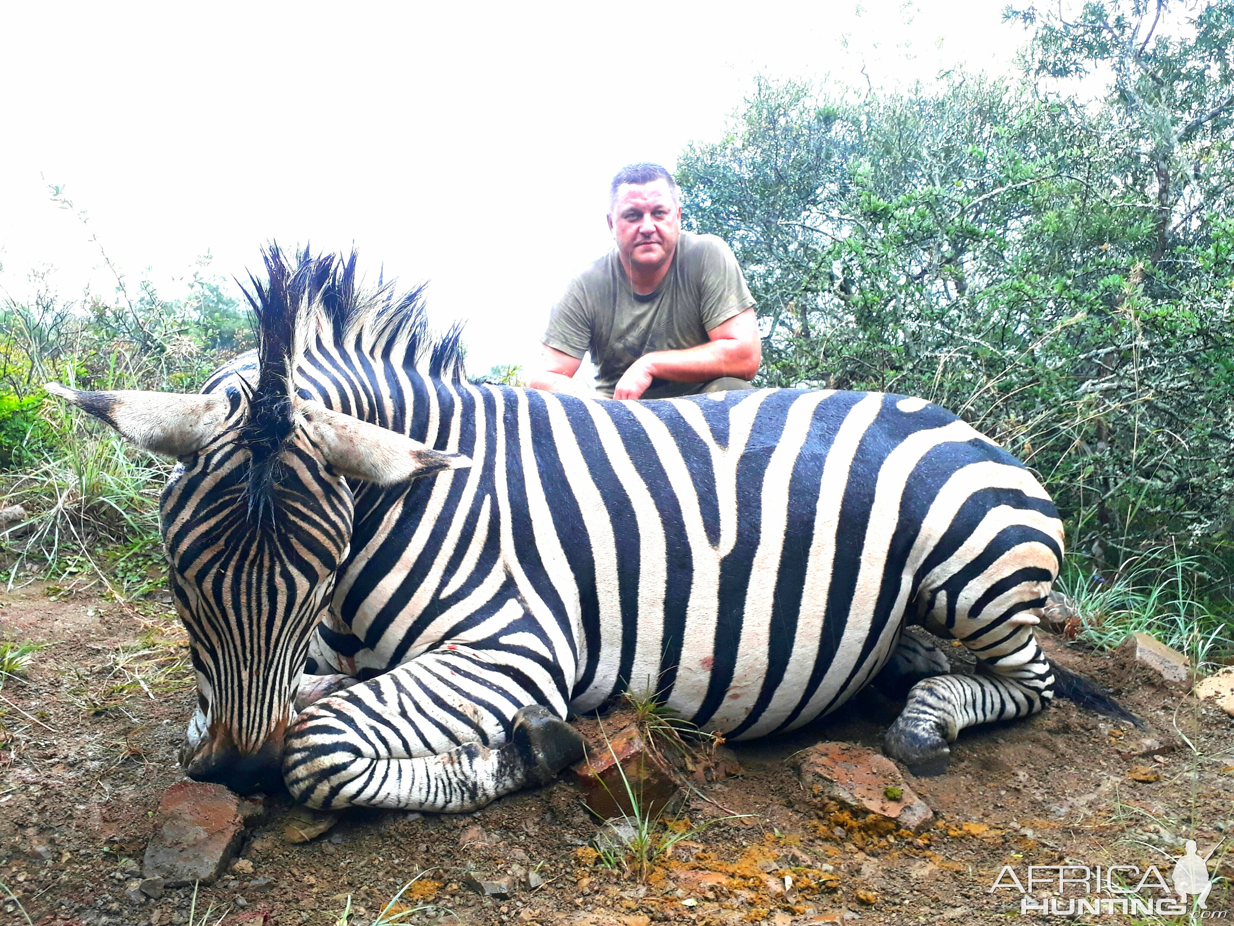 Hunt Burchell's Plain Zebra in South Africa