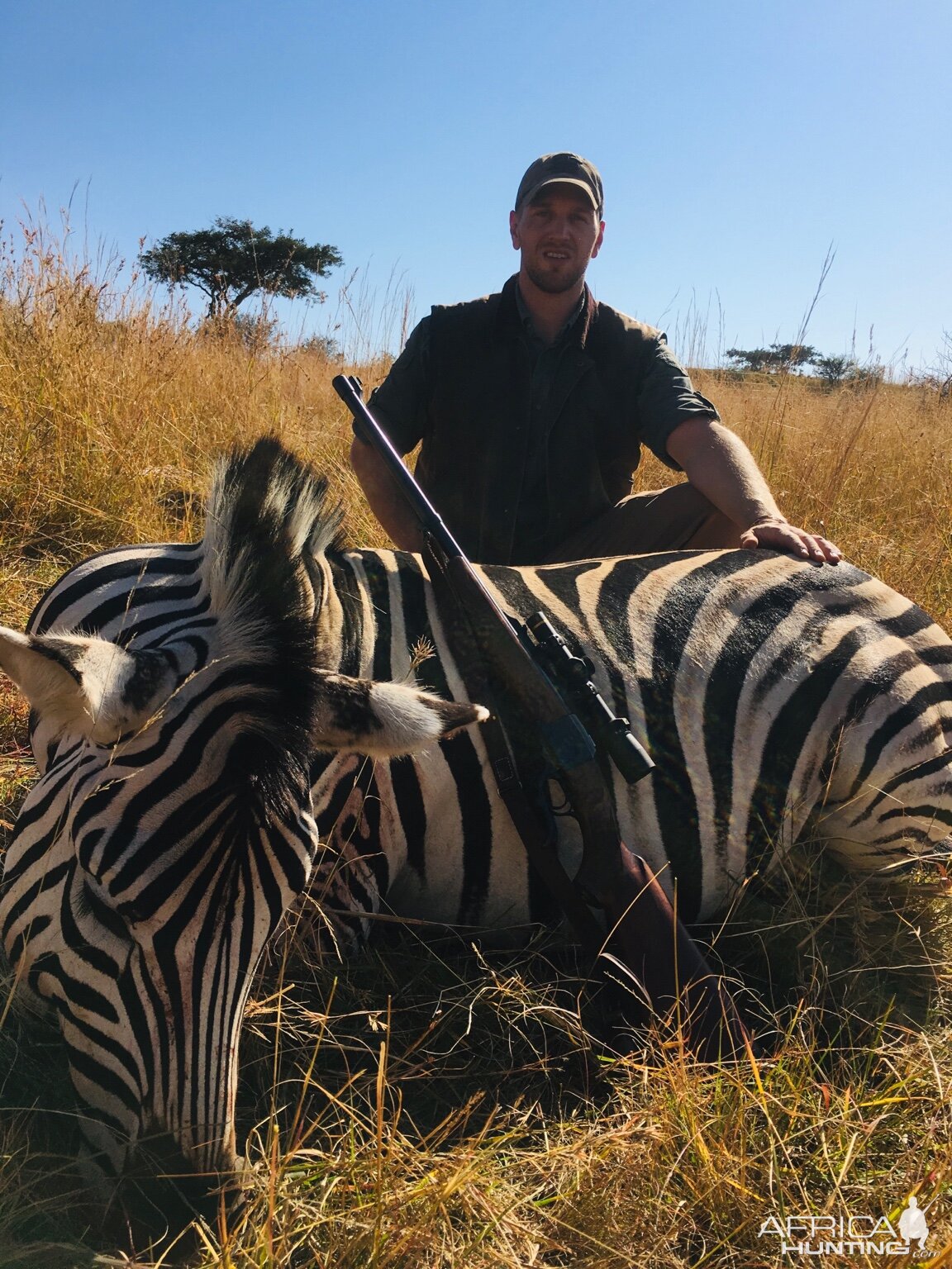 Hunt Burchell's Plain Zebra in South Africa