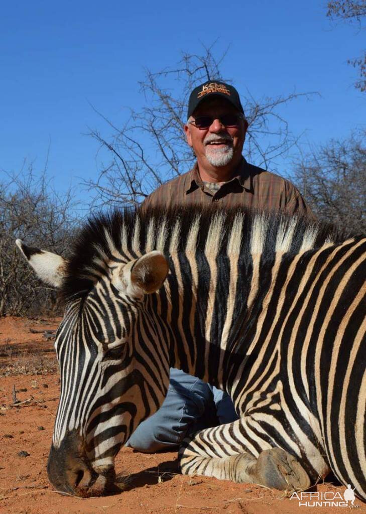 Hunt Burchell's Plain Zebra in South Africa