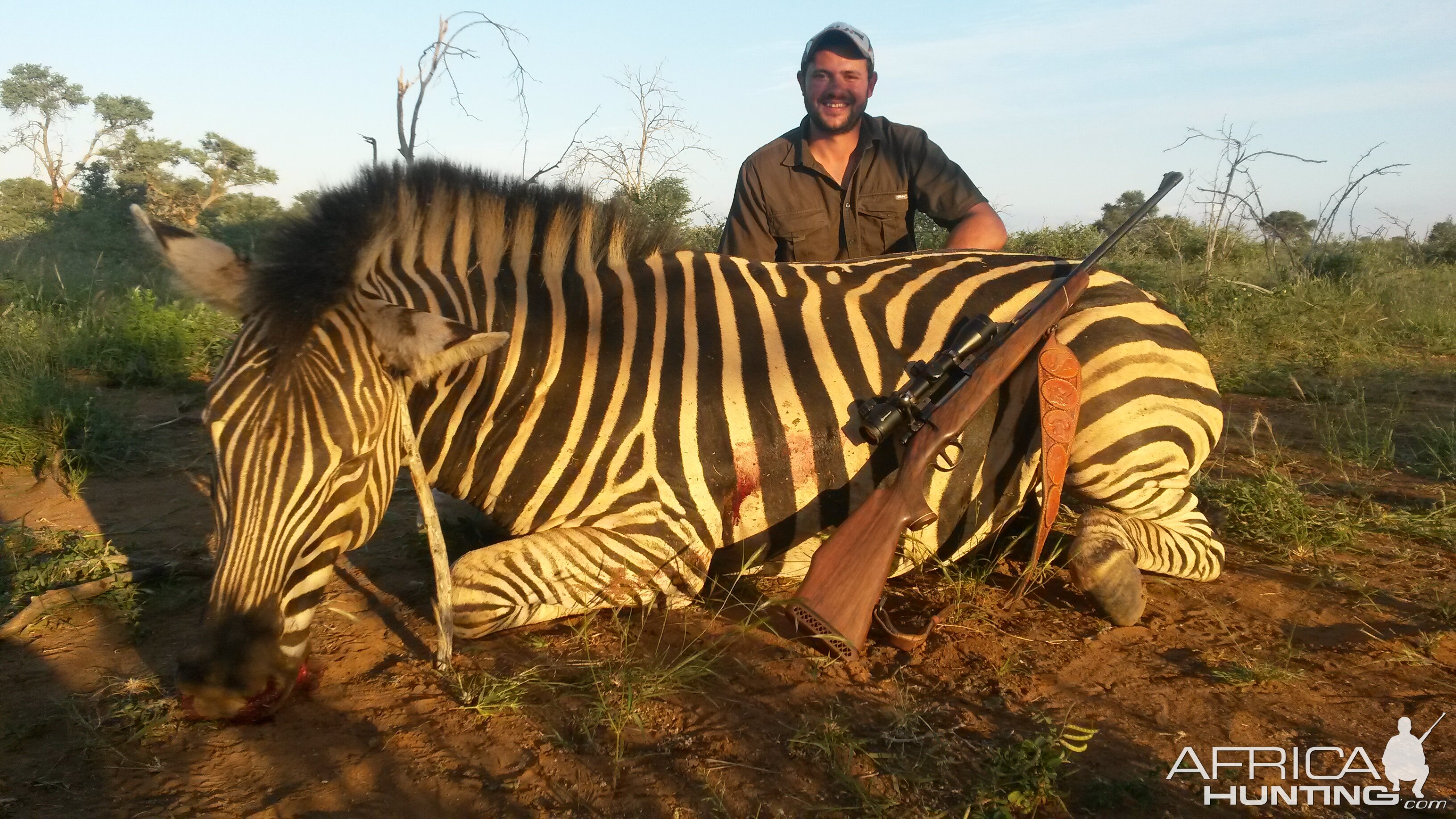 Hunt Burchell's Plain Zebra in South Africa