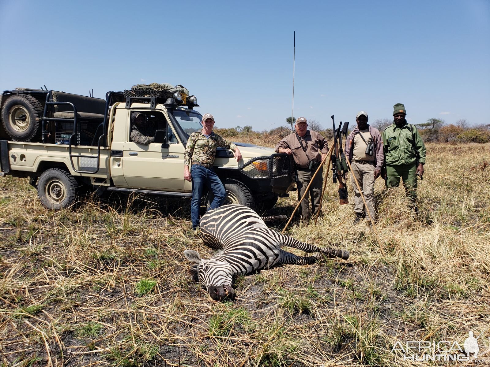 Hunt Burchell's Plain Zebra in Tanzania