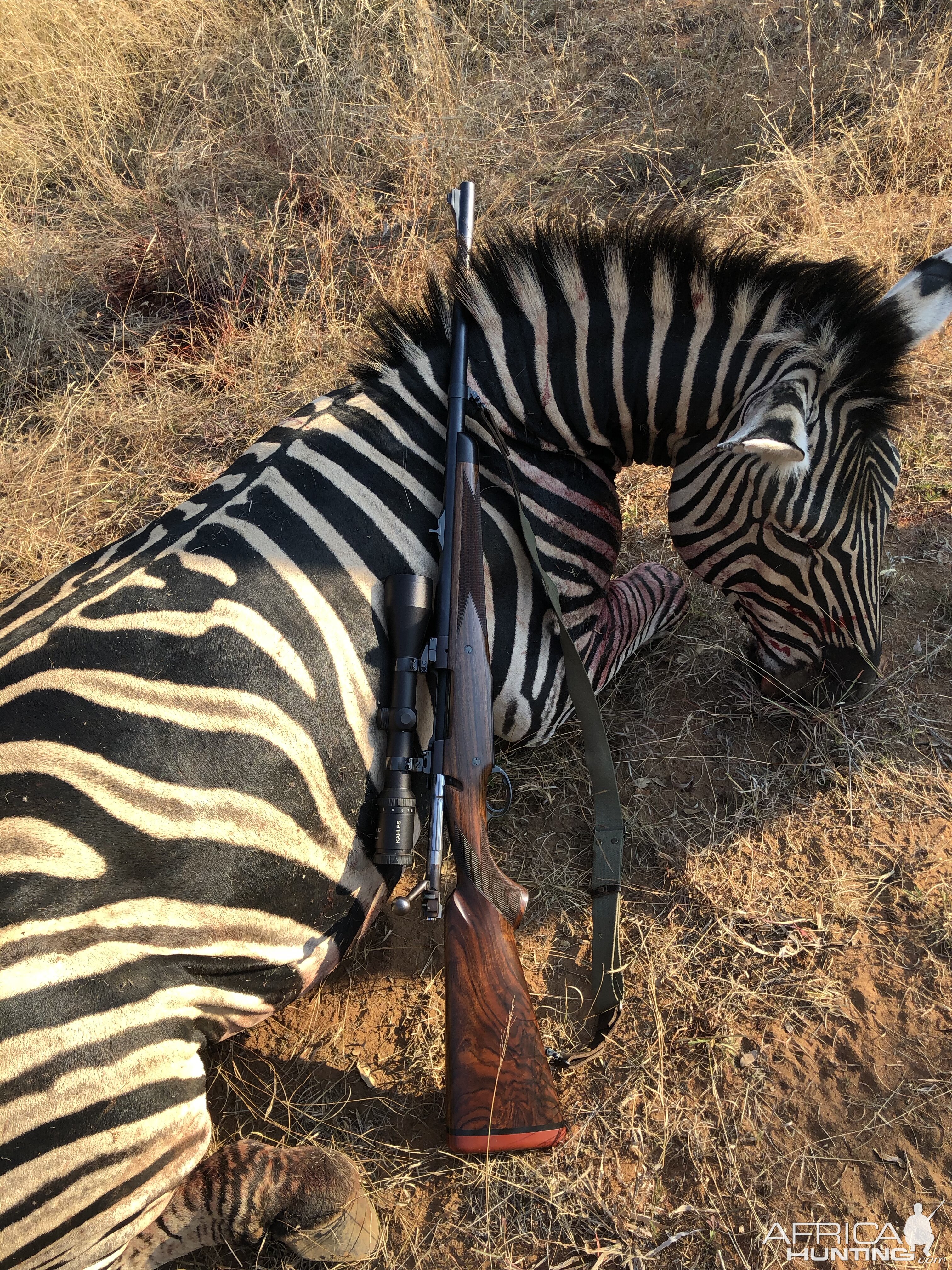 Hunt Burchell's Plain Zebra