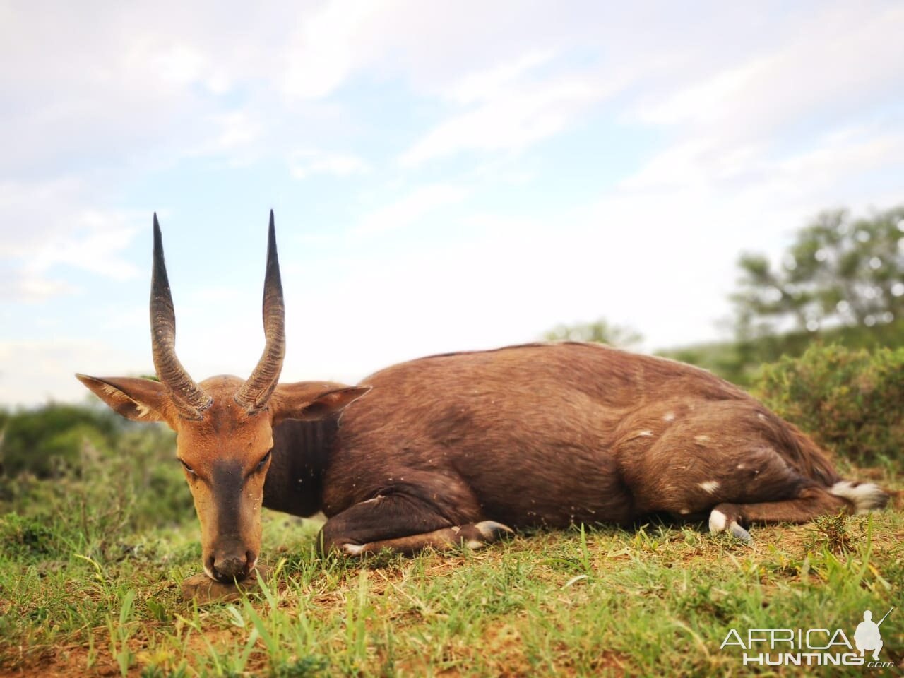 Hunt Bushbuck in South Africa