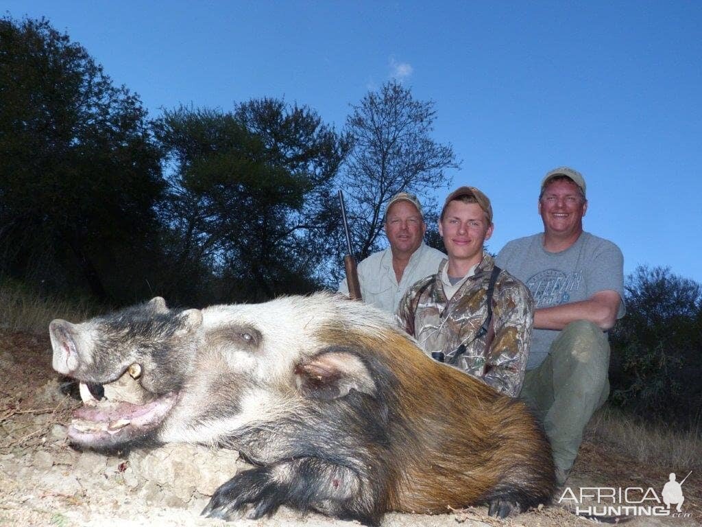 Hunt Bushpig in South Africa