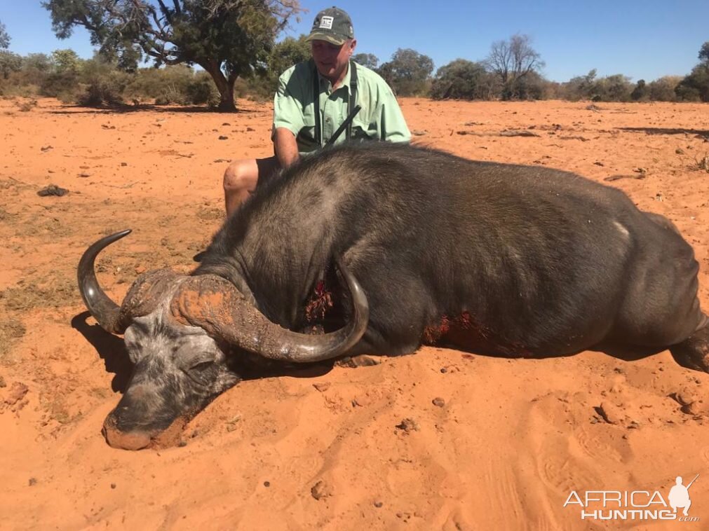 Hunt Cape Buffalo in Namibia