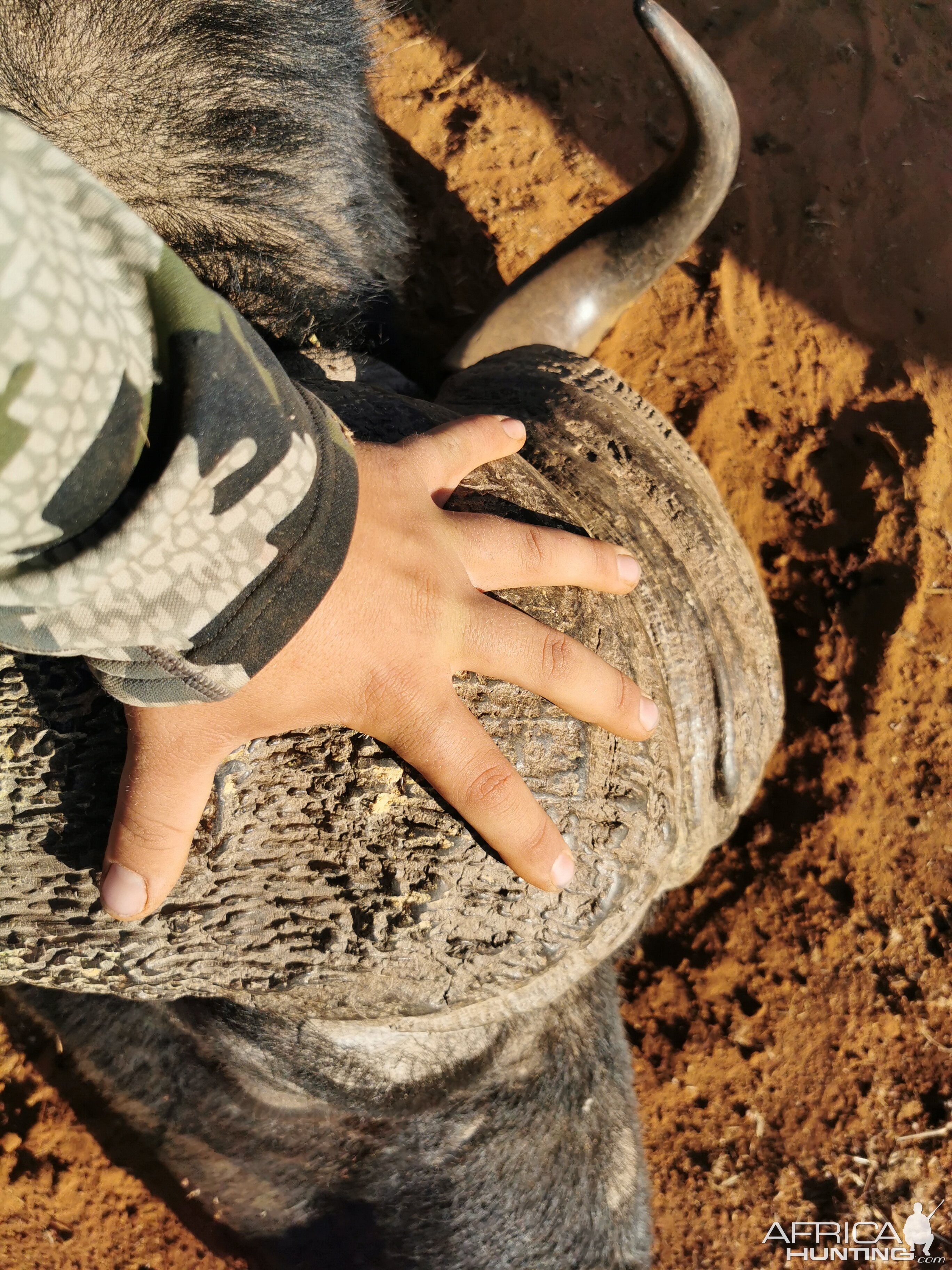 Hunt Cape Buffalo in South Africa