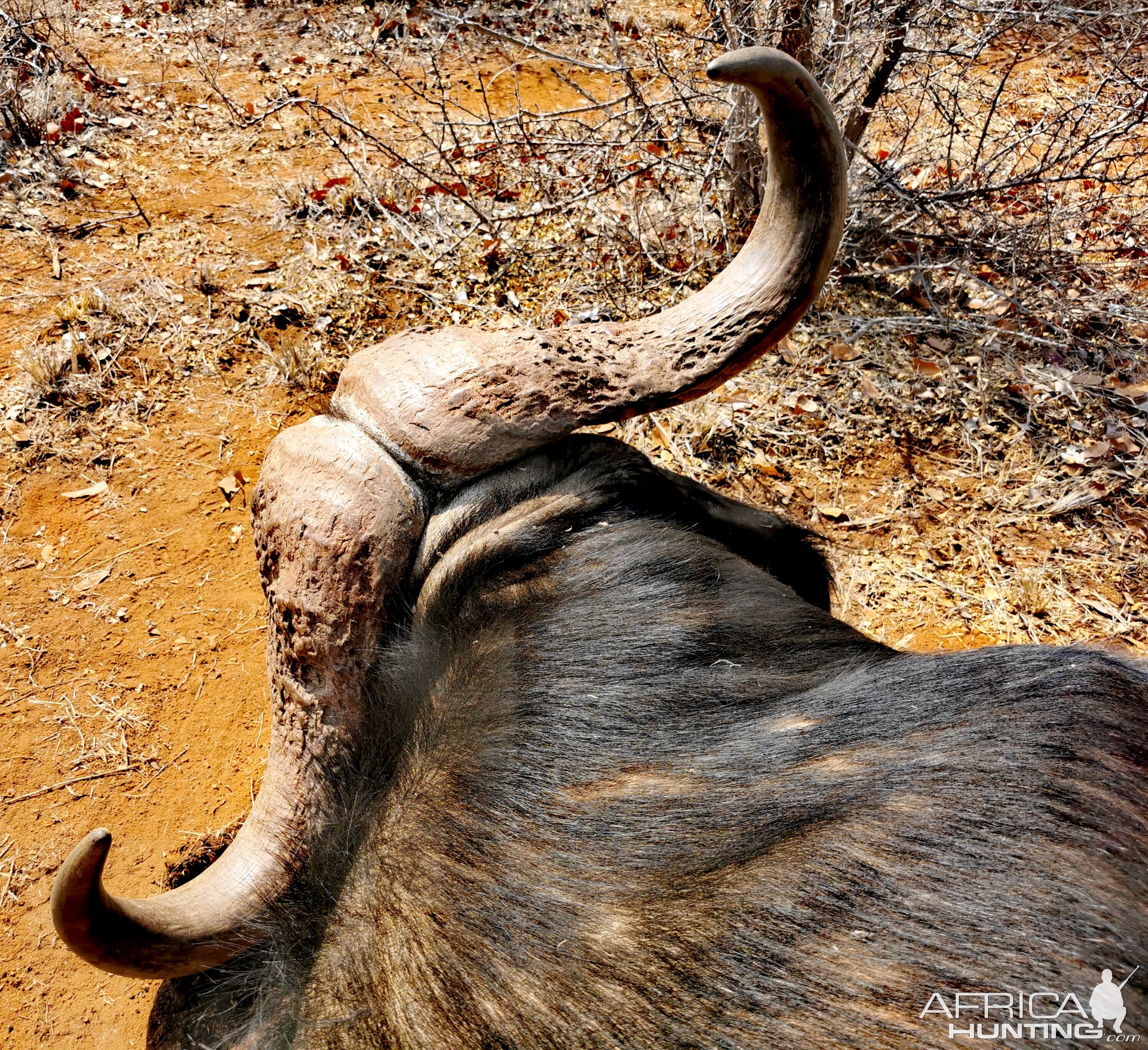 Hunt Cape Buffalo in South Africa