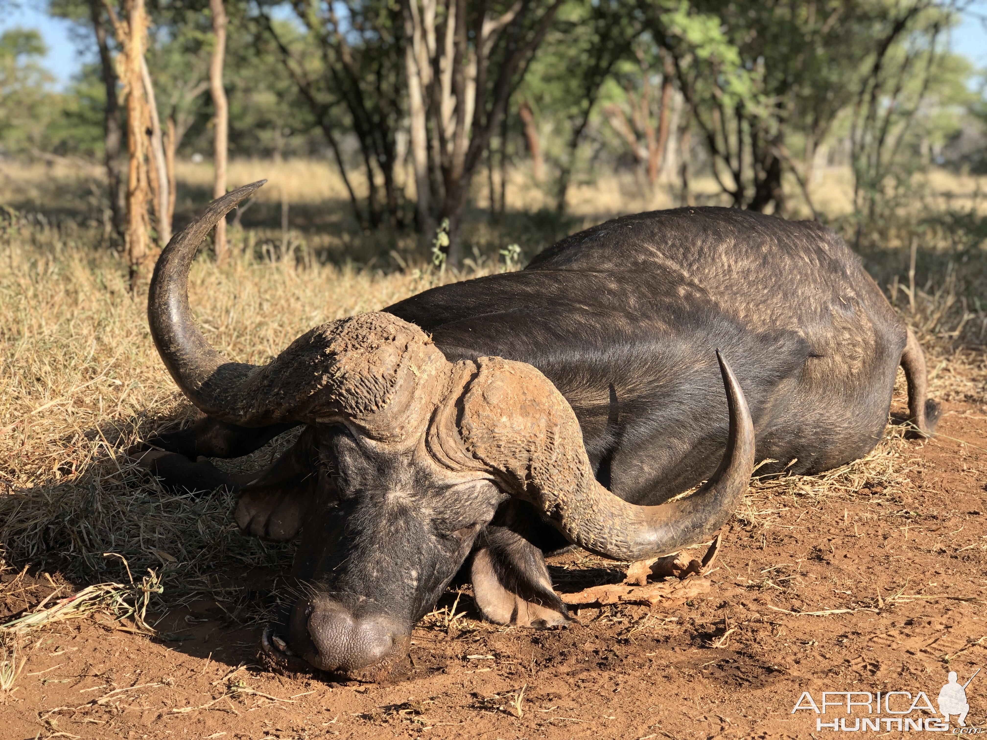 Hunt Cape Buffalo in South Africa