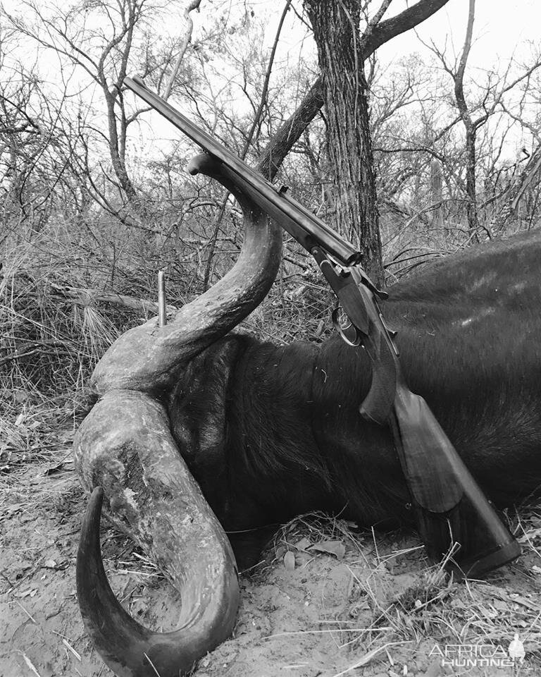 Hunt Cape Buffalo in South Africa