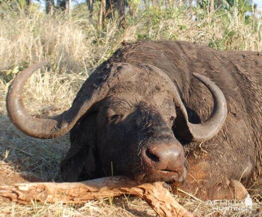 Hunt Cape Buffalo in South Africa | AfricaHunting.com