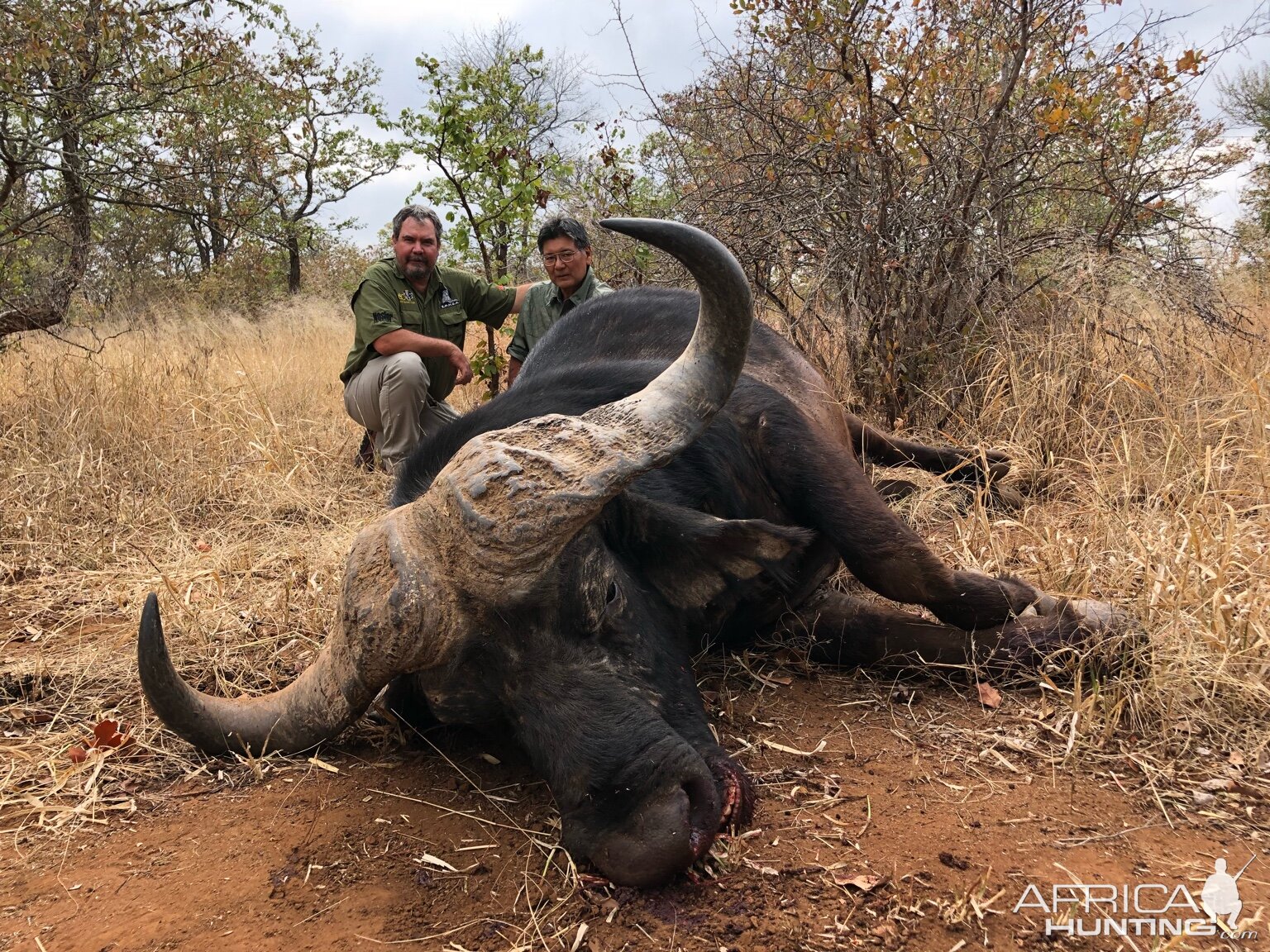 Hunt Cape Buffalo in Zimbabwe