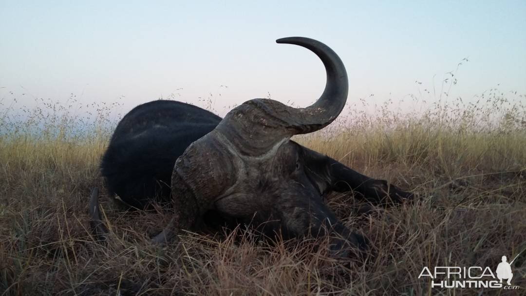 Hunt Cape Buffalo South Africa