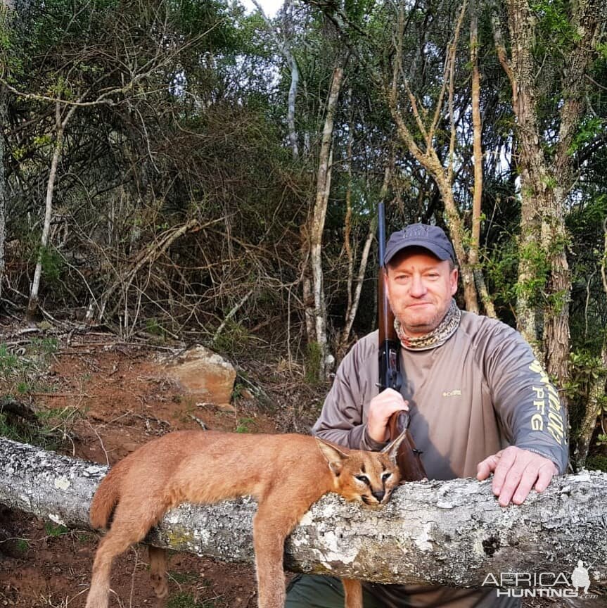 Hunt Caracal in South Africa | AfricaHunting.com