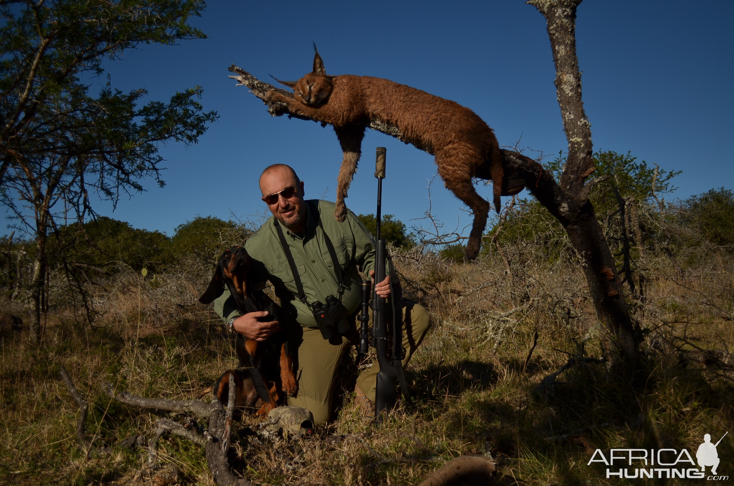 Hunt Caracal in South Africa