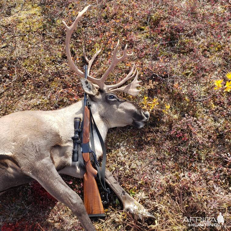 Hunt Caribou in Alaska USA