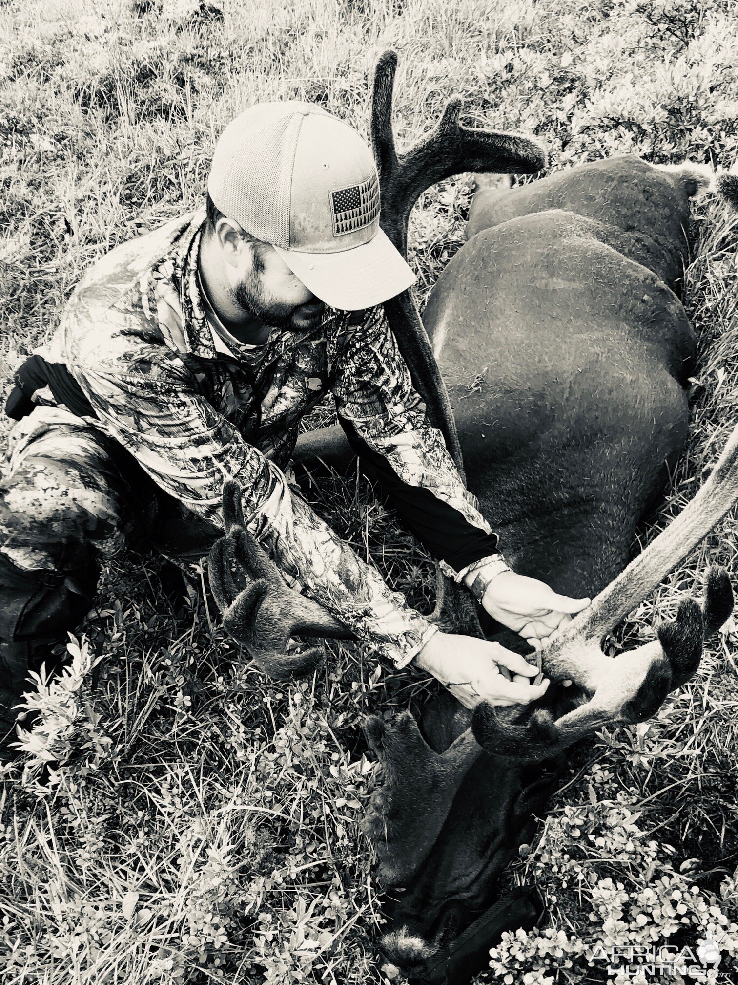 Hunt Caribou in Alaska USA