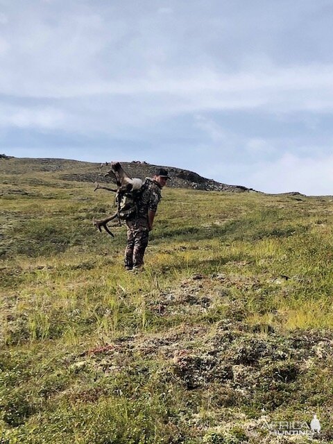 Hunt Caribou in Alaska USA