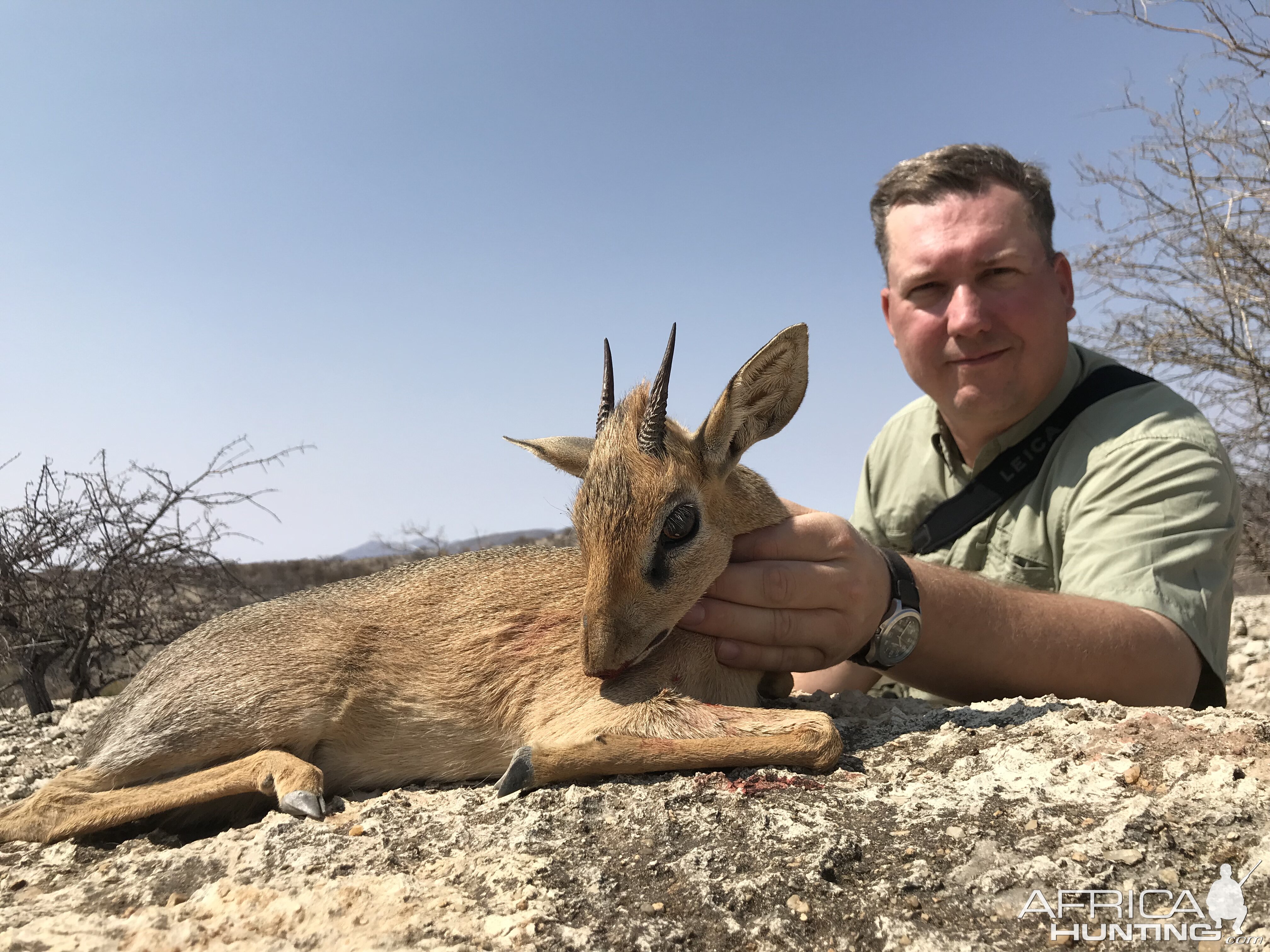 Hunt Damara Dik-dik in Namibia