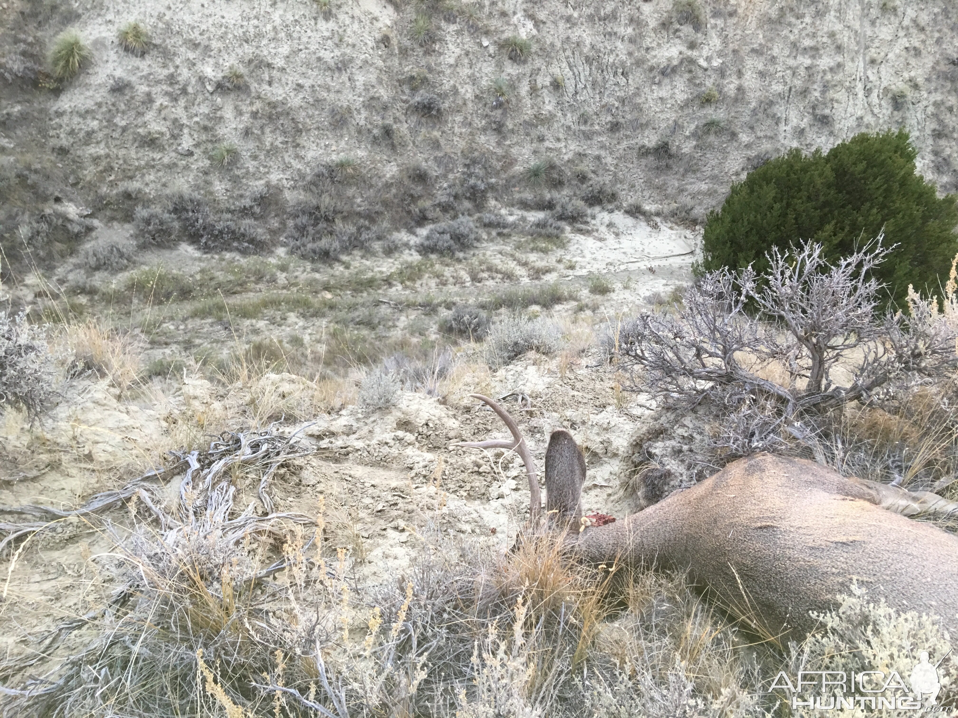 Hunt Deer in Wyoming USA