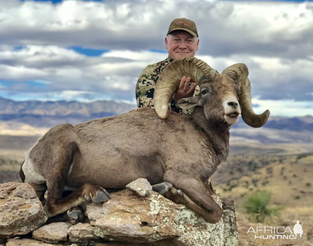 Hunt Desert Bighorn Sheep in Argentina