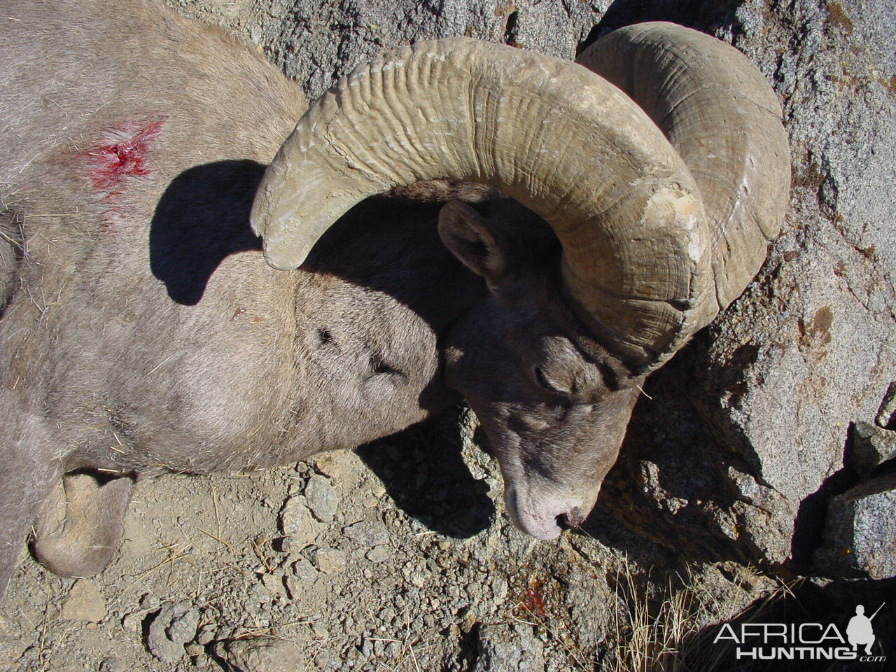 Hunt Desert Bighorn Sheep