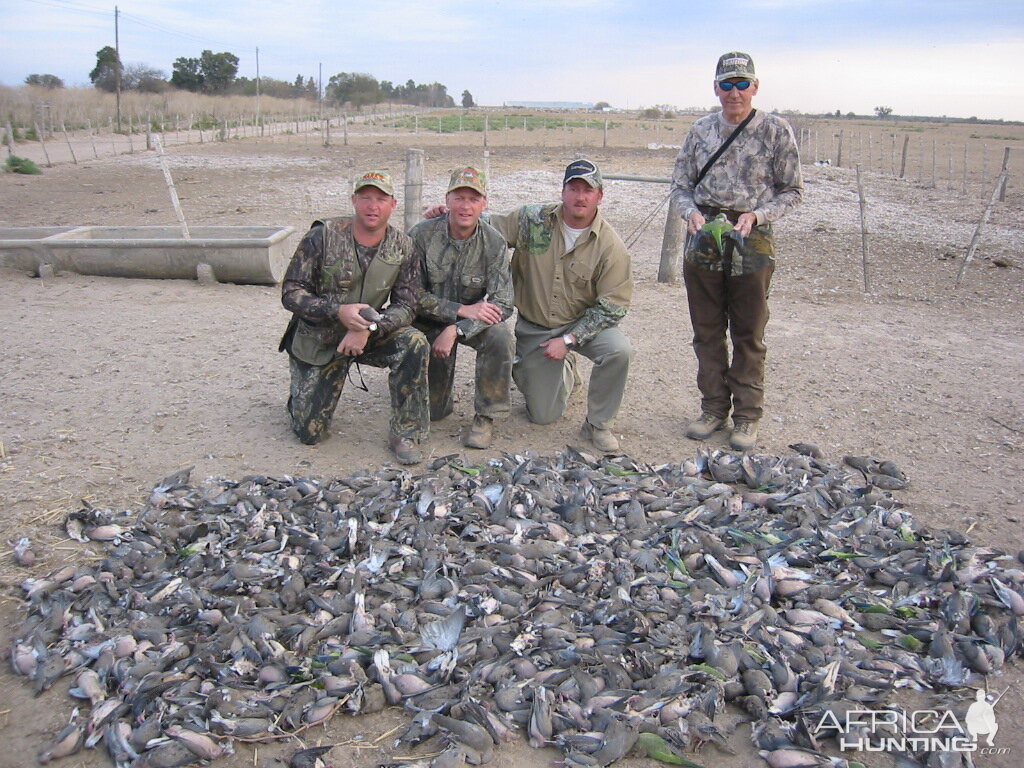 Hunt Dove in Argentina