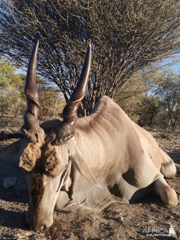 Hunt Eland in Botswana