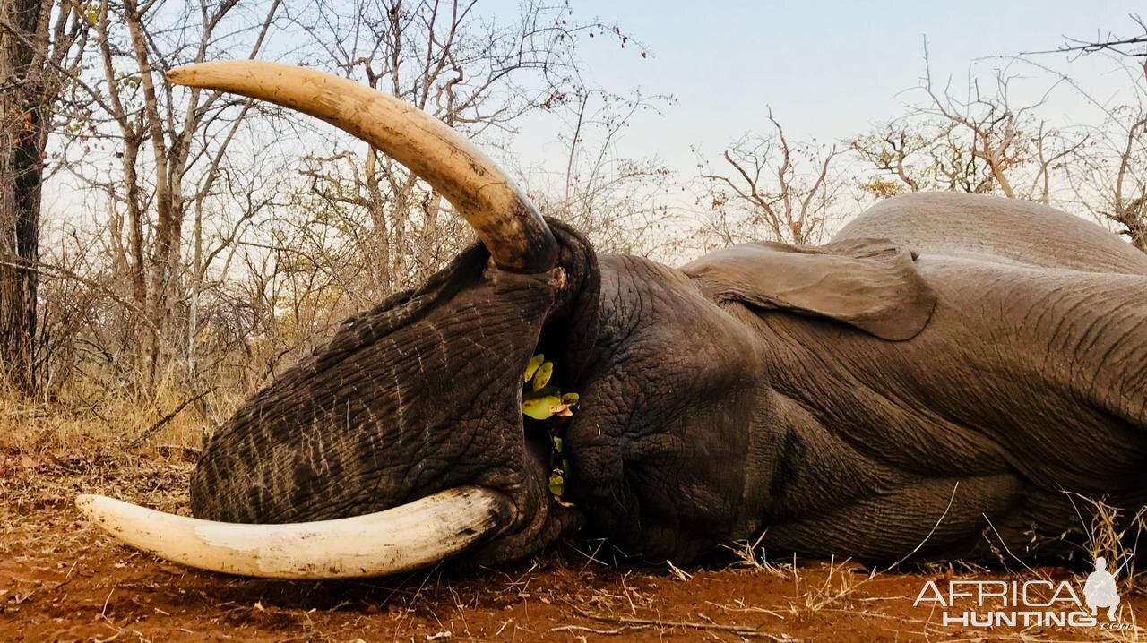 Hunt Elephant in South Africa