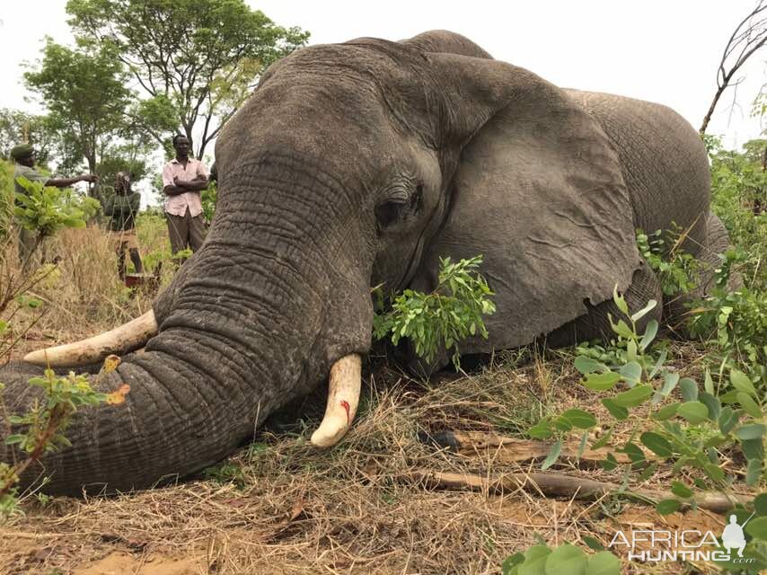 Hunt Elephant in Zimbabwe | AfricaHunting.com