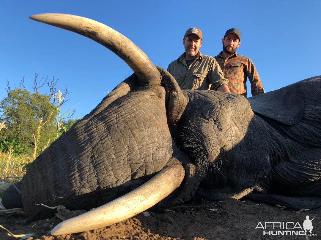 Hunt Elephant in Zimbabwe | AfricaHunting.com