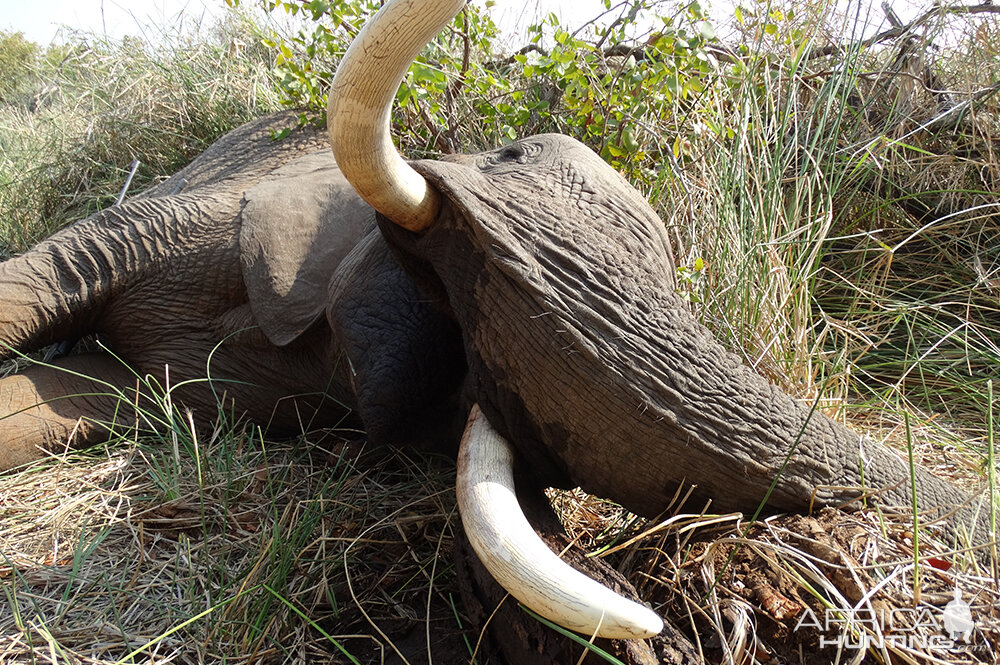 Hunt Elephant Zimbabwe