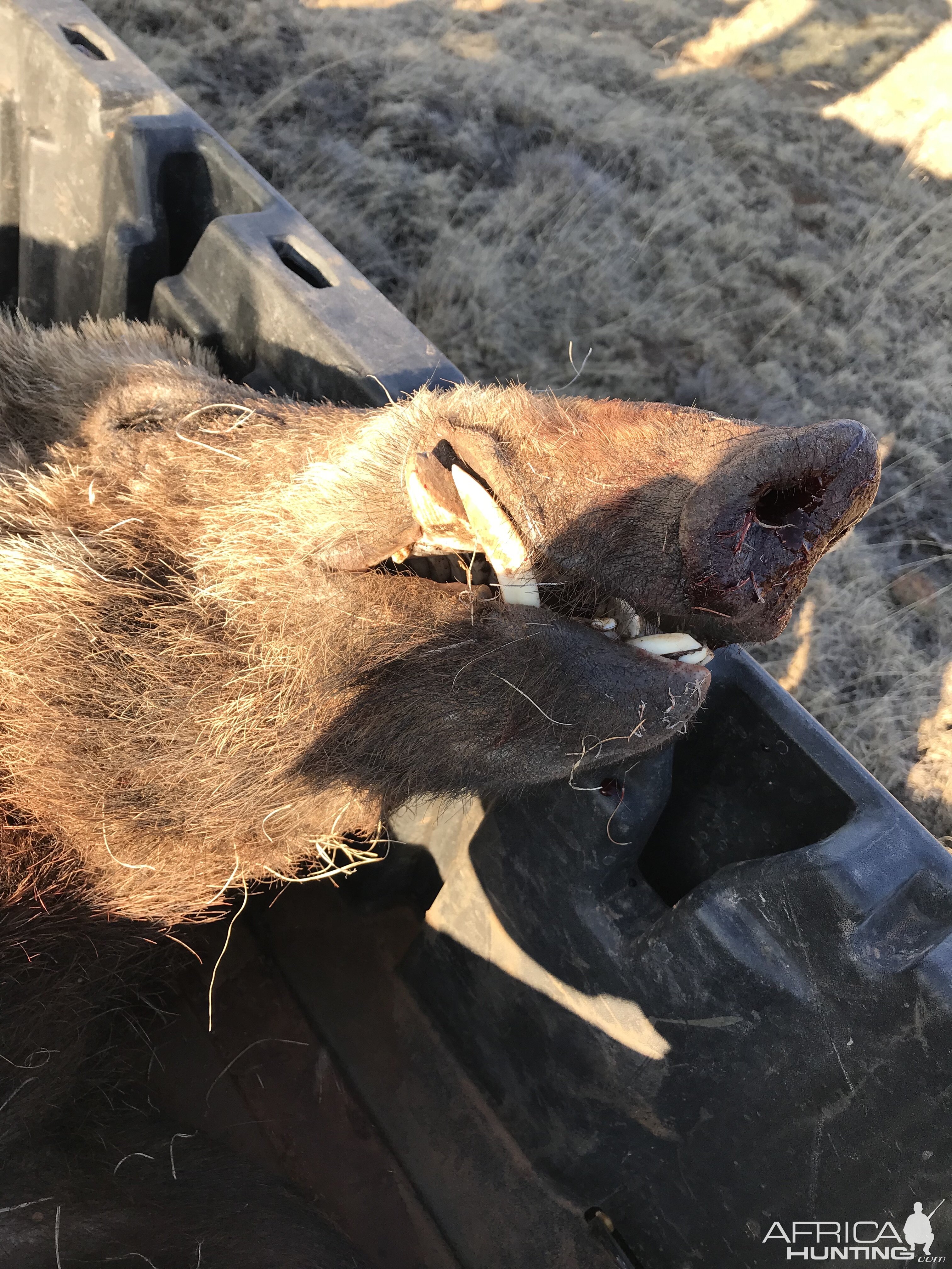 Hunt Eurasian Boar in Texas USA