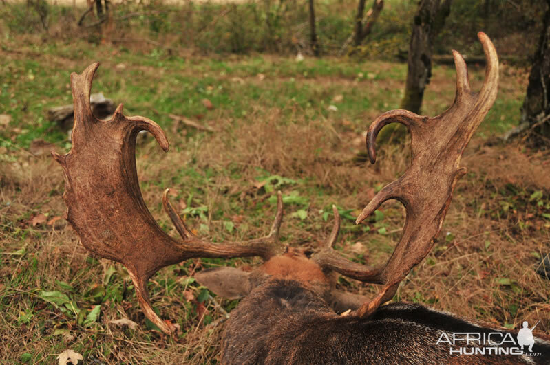 Hunt Fallow Deer France