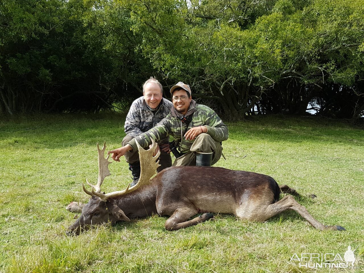 Hunt Fallow Deer in Argentina