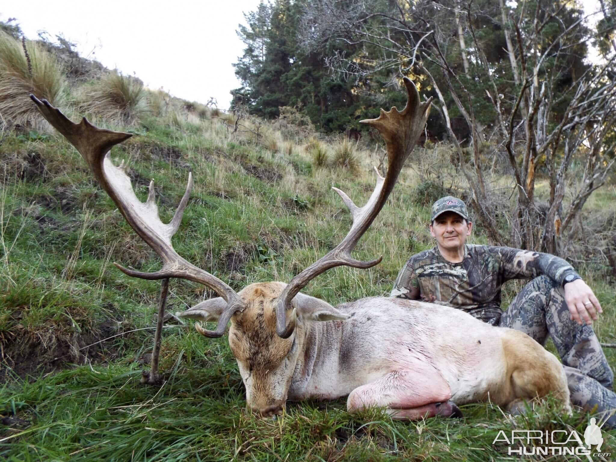 Hunt Fallow Deer in New Zealand