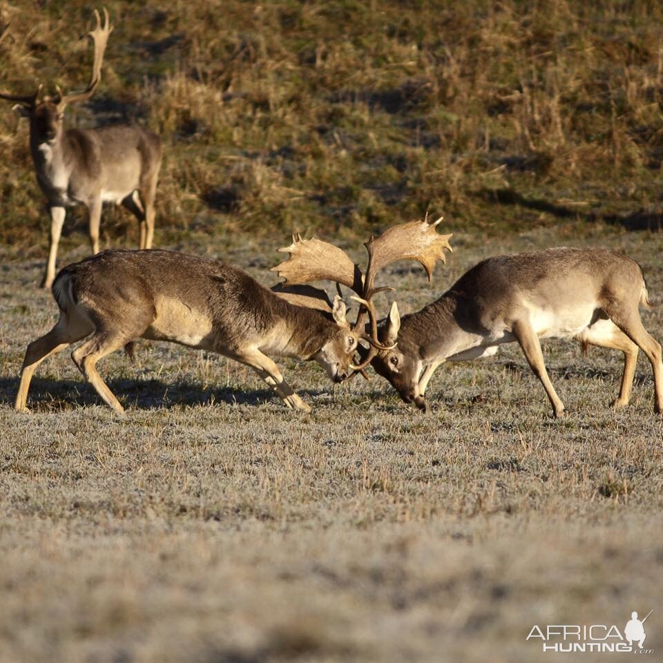 Hunt Fallow Deer